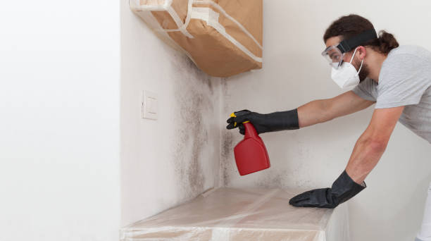 Professional Attic Mold Remediation technician working in Riverside, IL
