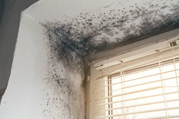 Affordable Attic Mold Remediation solutions in Riverside, IL